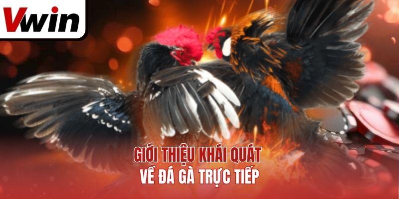 Giới Thiệu Khái Quát Về Đá Gà Trực Tiếp