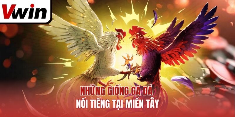 Những giống gà đá nổi tiếng tại miền Tây